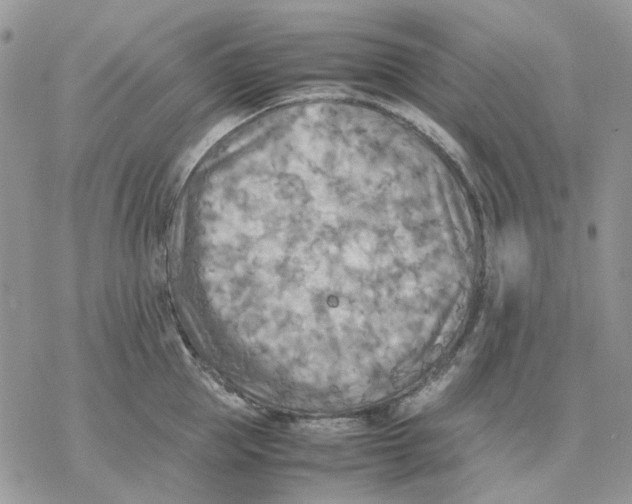 X0000077330953200611171804