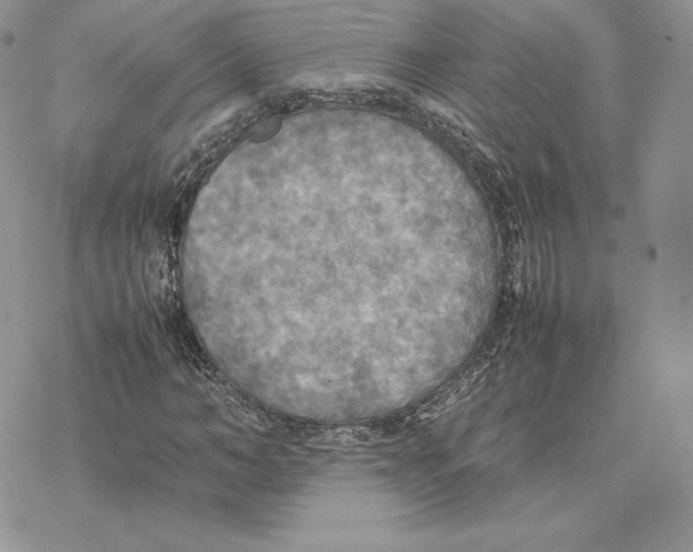 X0000077330966200611171803