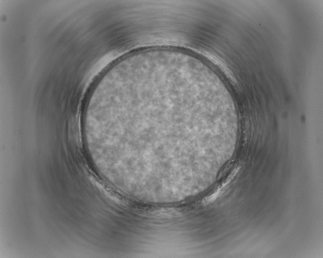 X0000077330982200611171803