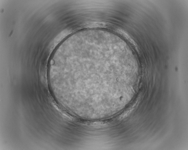 X0000077330986200611171803