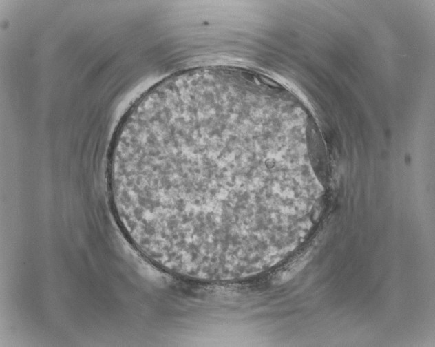 X0000077330995200611171803