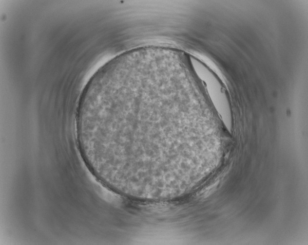 X0000077330999200611171803