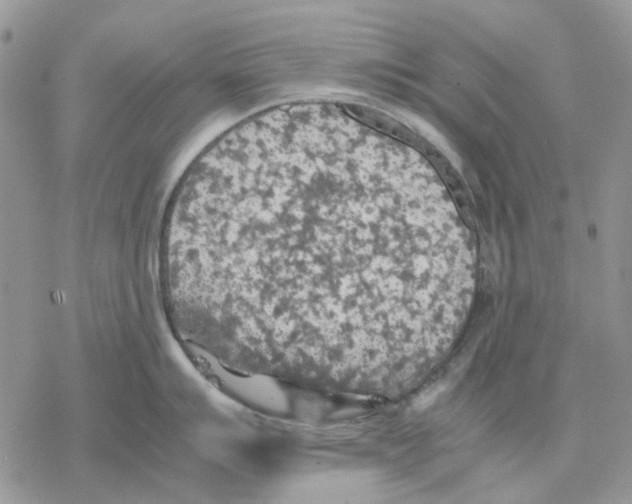 X0000077331007200611171803