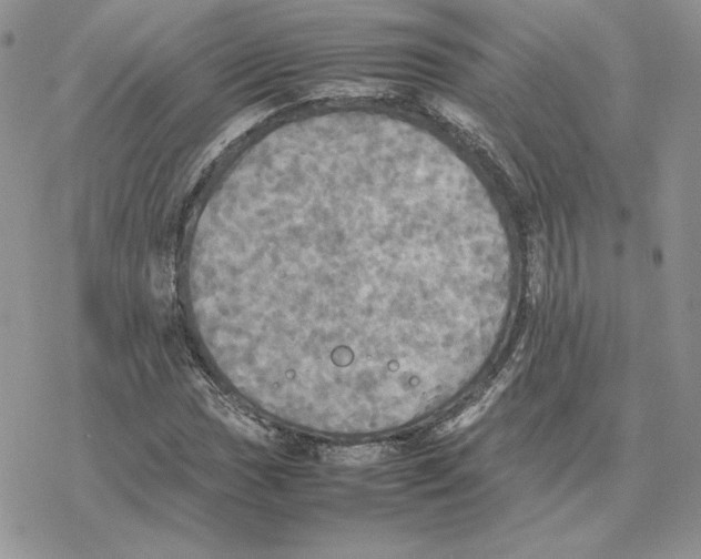 X0000077331017200611171802