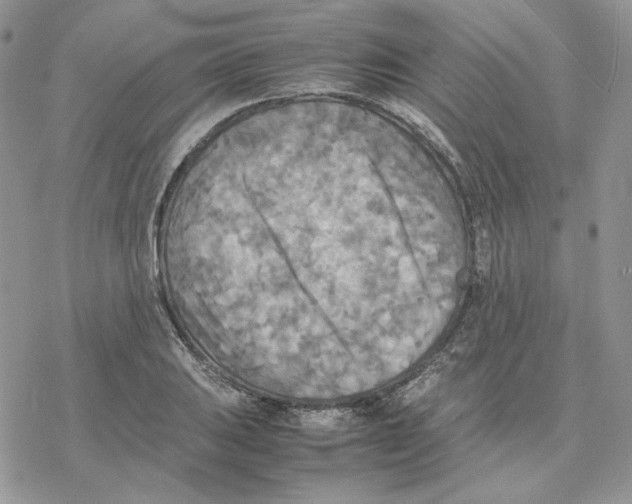 X0000077331031200611171802