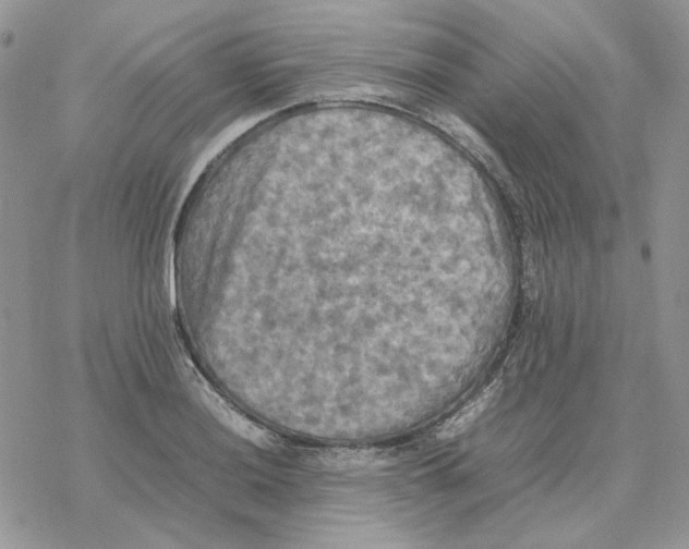 X0000077331036200611171802