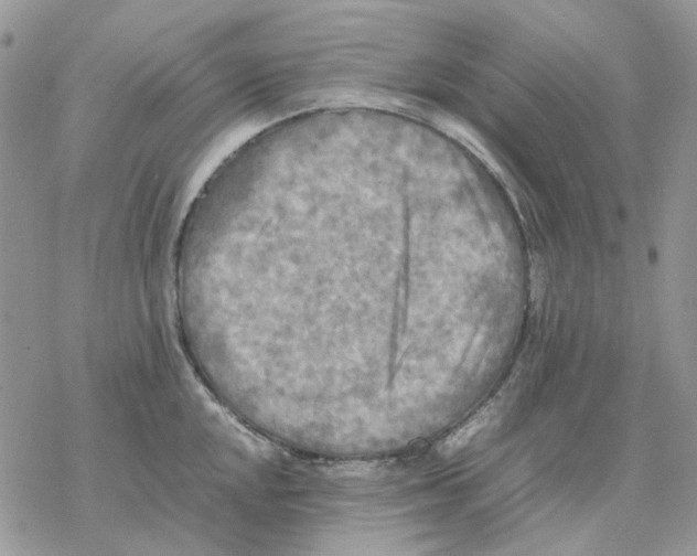 X0000077331048200611171802