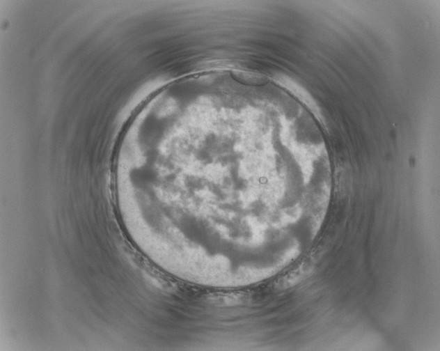 X0000077331051200611171802