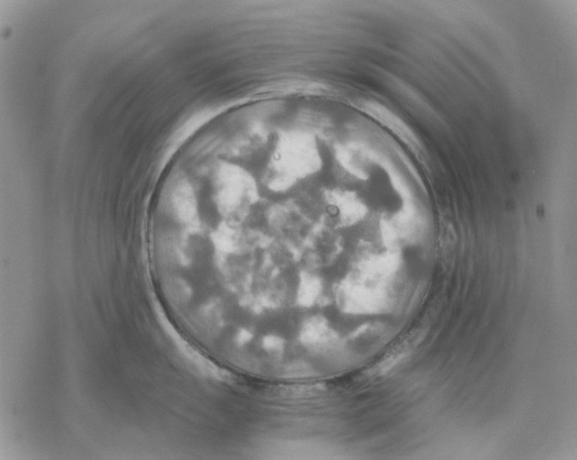 X0000077331055200611171803