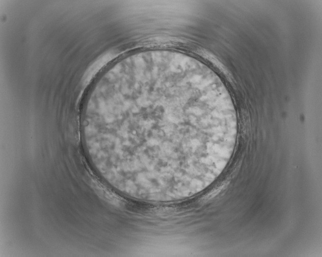 X0000077331075200611171801