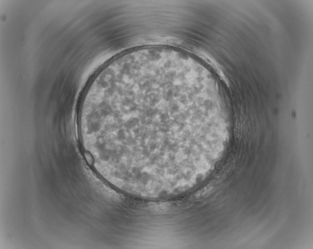 X0000077331080200611171801