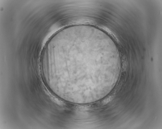 X0000077331086200611171801