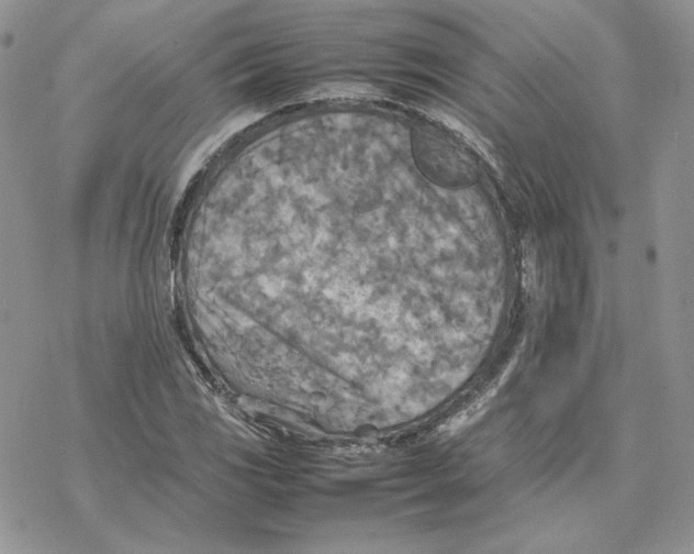 X0000077331117200611171800