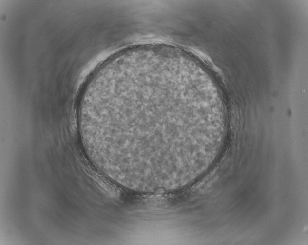 X0000077331167200611171800