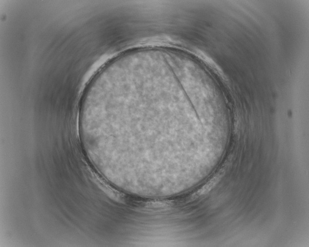 X0000077331224200611171759