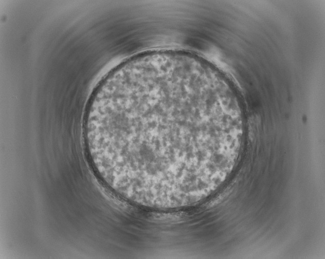 X0000077331229200611171759