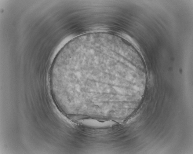 X0000077331243200611171759