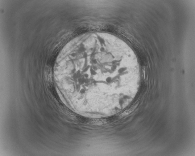 X0000077331251200611171759