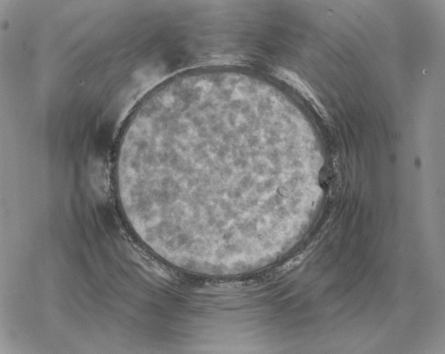 X0000077331260200611171758