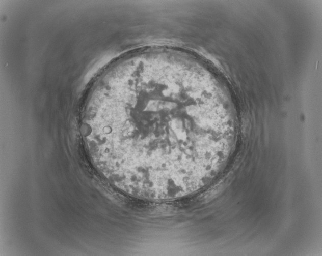 X0000077331263200611171758