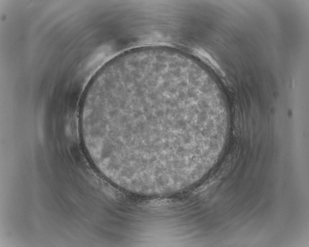 X0000077331268200611171758