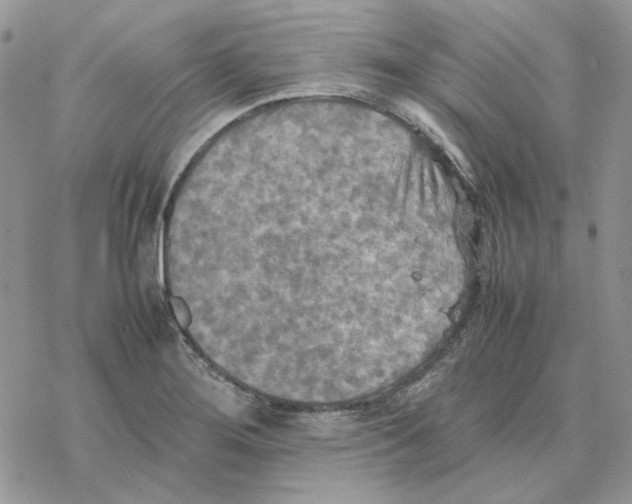 X0000077331276200611171758