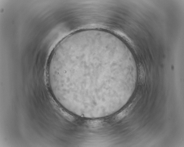 X0000077331278200611171758