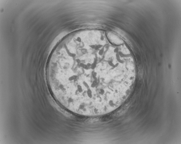 X0000077331283200611171758