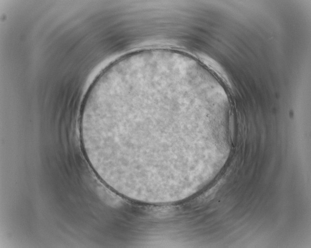 X0000077331288200611171758