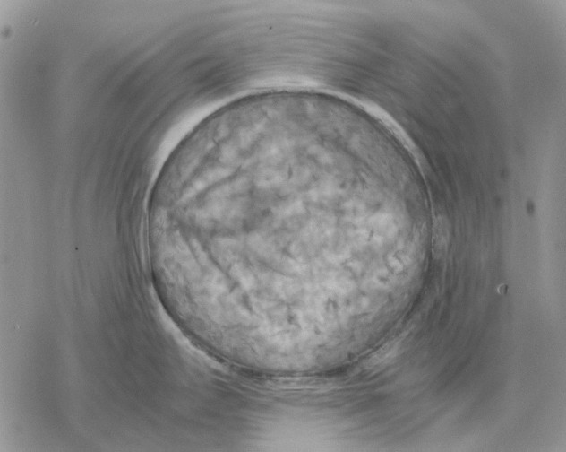 X0000077331295200611171758