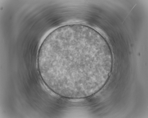 X0000077331296200611171758