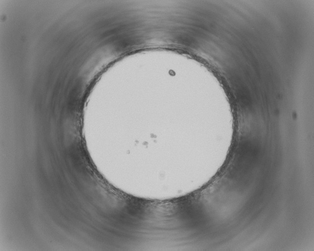 X0000077331314200611171757