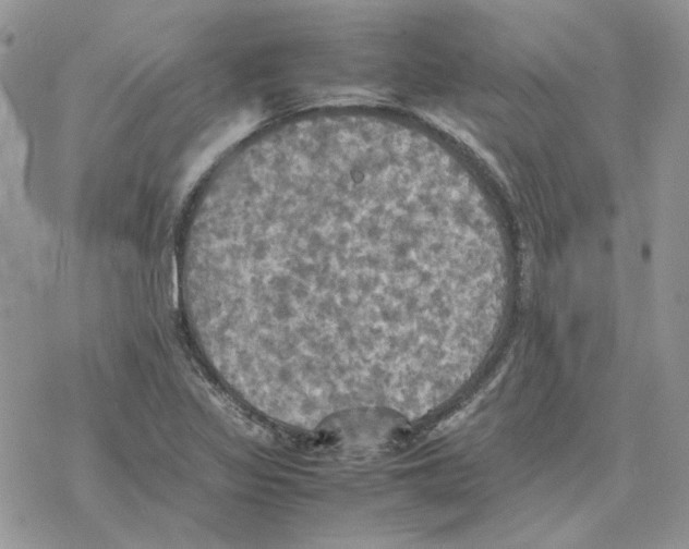 X0000077331317200611171757