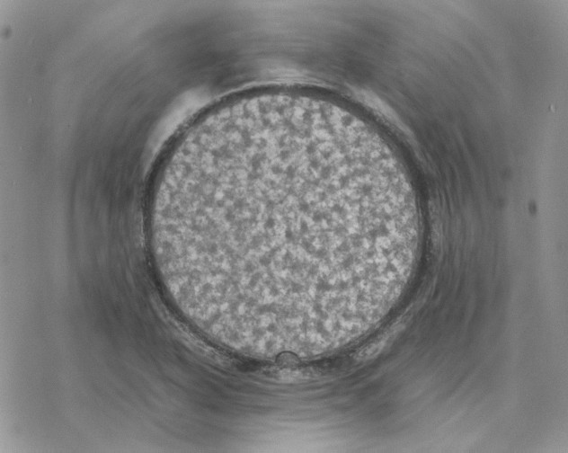 X0000077331318200611171757