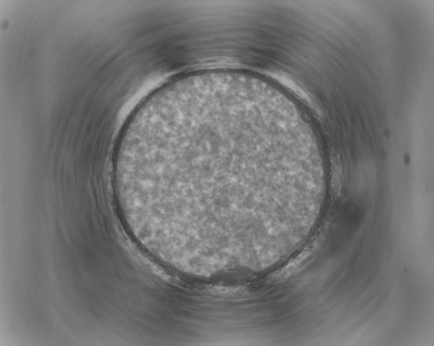 X0000077331325200611171758