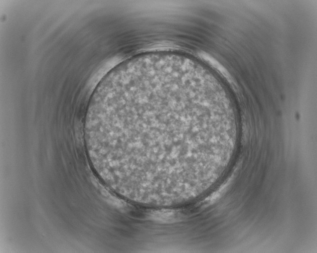 X0000077331329200611171758