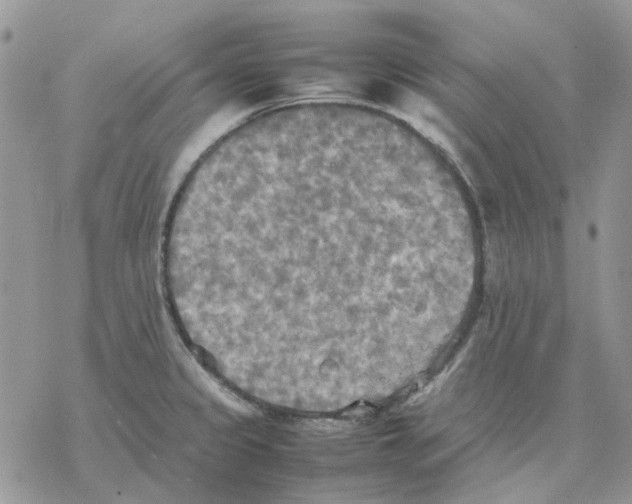 X0000077331333200611171758