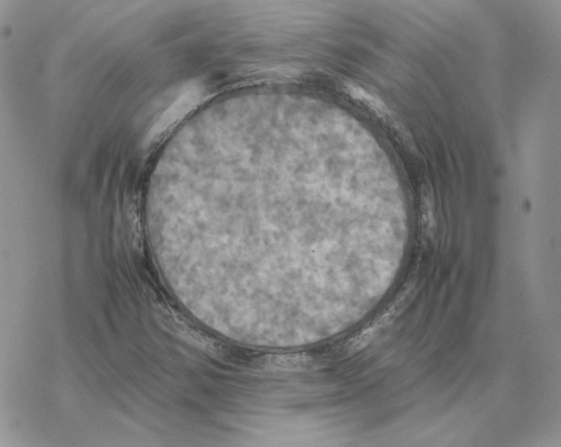 X0000077331354200611171757