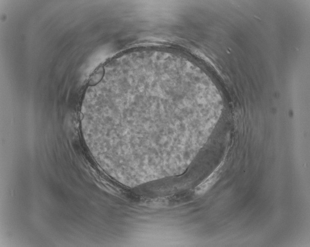 X0000077331355200611171757