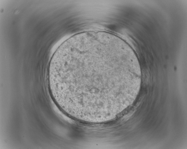 X0000077331387200611171756