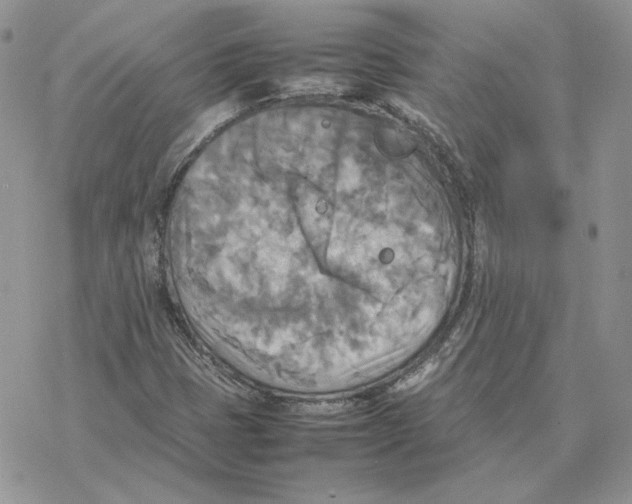 X0000077331401200611171756