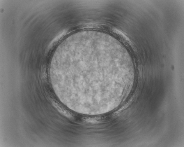 X0000077331403200611171756