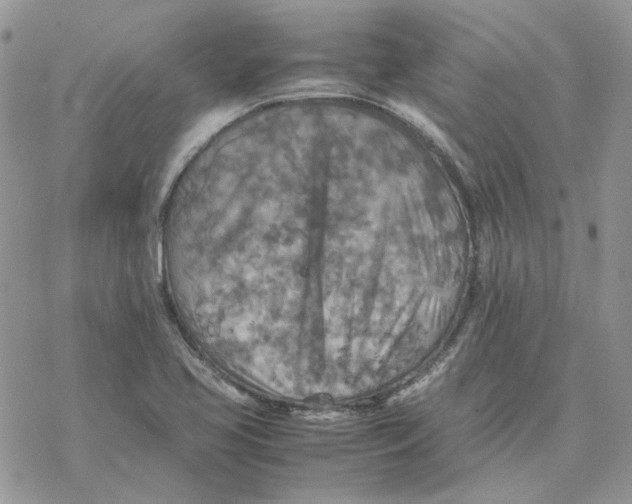 X0000077331413200611171756