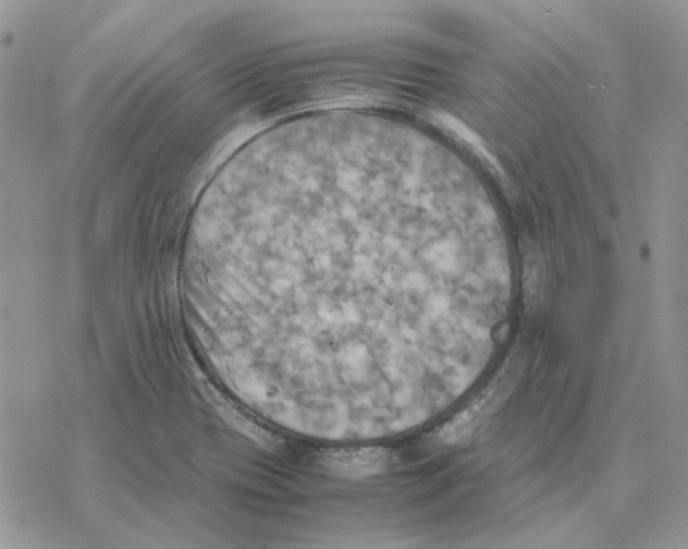 X0000077331417200611171756