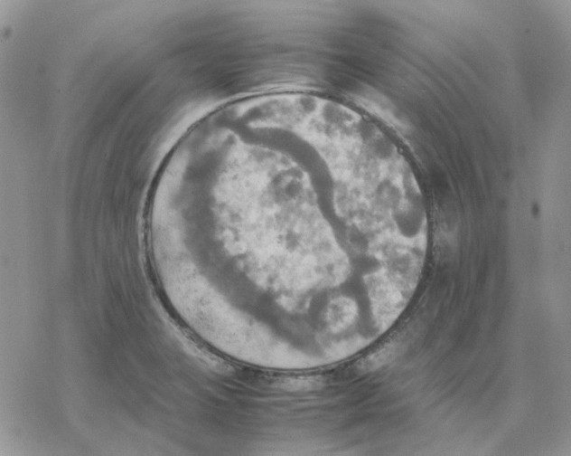 X0000077331423200611171756