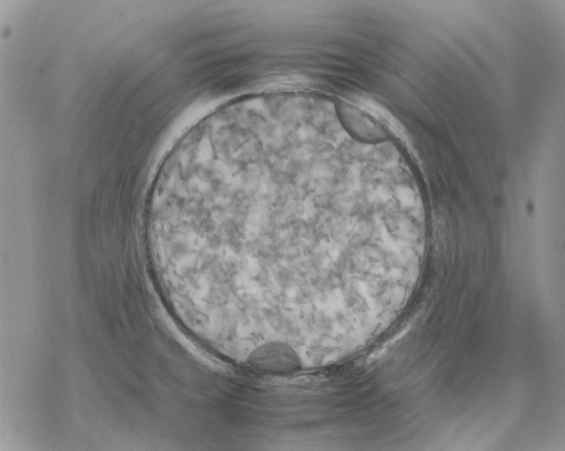 X0000077331429200611171756