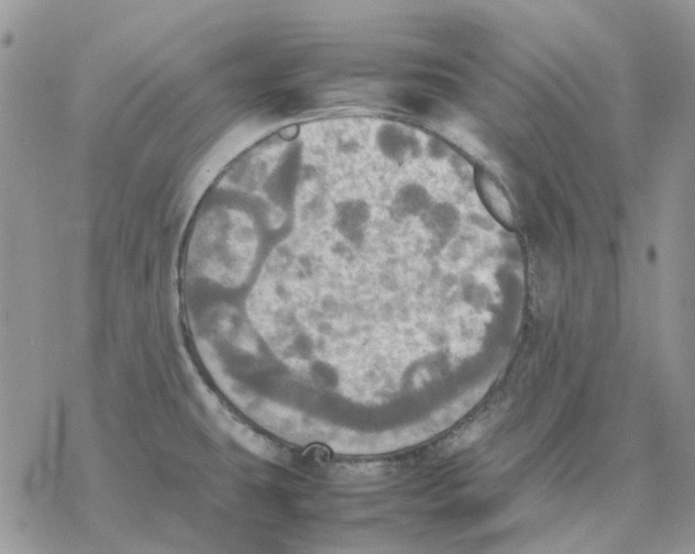 X0000077331431200611171756