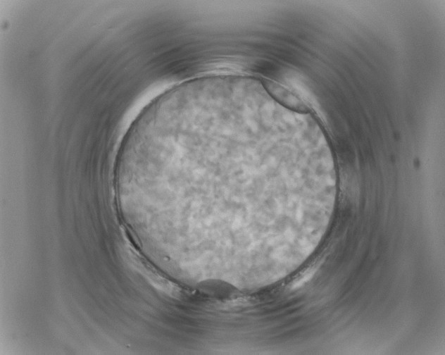 X0000077331435200611171756