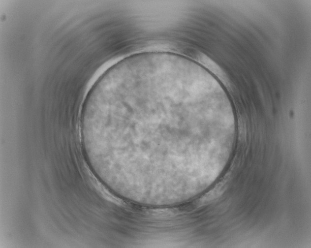 X0000077331436200611171756