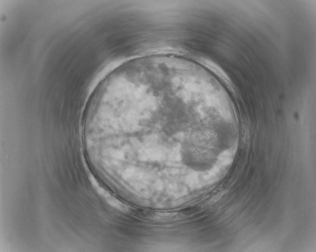 X0000077331439200611171756